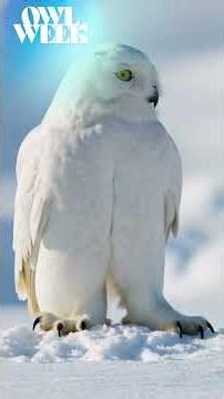 The Arctic’s Most Famous Daylight Predator: The Snowy Owl #Shorts #Birds