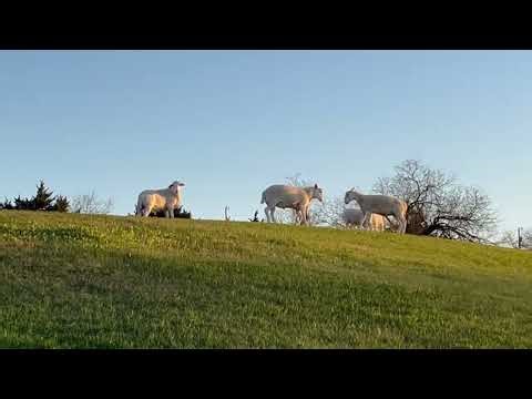 Royal White Sheep Ram Lambs Ramming!