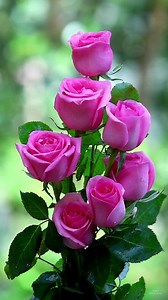 142K views · 6.6K reactions | Rose bouquets #roses #reels #flowers #rosebouquet | Roses | Facebook