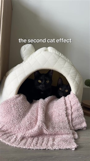 Adorable Cat Affection: Get the Second One!