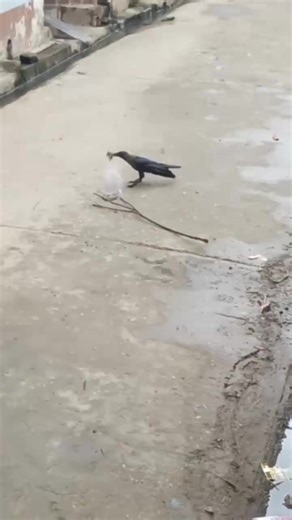 The crow attacked the mouse. The mouse went inside the shopper, and the game of crow and mouse began. #yourshotphotographer #kings_birds #your_best_birds #birdies #bestbirdshots #pond #duck #cat #wading #hen | Eyes on nature