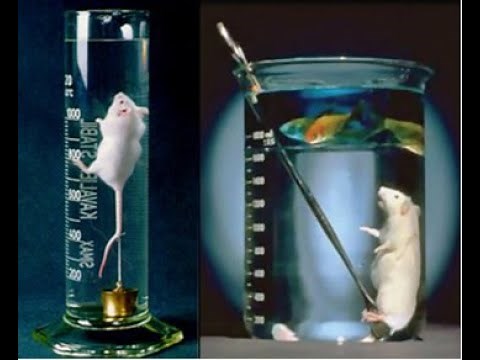 El perfluorocarbono, el líquido donde no se ahoga nadie