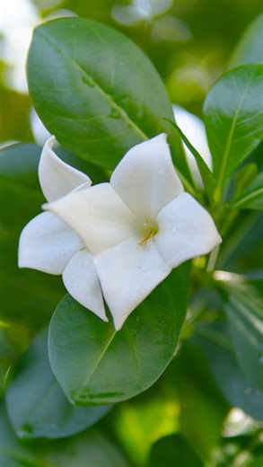 50 acres of pure island magic! 🌿✨ We spent an incredible day touring @GUSustainable and seeing the future of farming on Guåhan firsthand. We were totally blown away by their experimental salt water hydroponics that actually use local oysters as filters, not to mention the endless stretches of lush jungle filled with fresh fruit and traditional åmot. 🍍🦎 It’s more than just a farm—it’s an amazing agricultural hub working hard to put more local produce on our tables. Do yourself a favor and go g