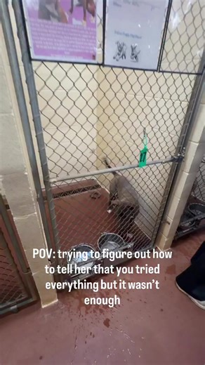 119 days. We hoped someone would come sooner. We kept waiting, and so did she. But she’s a quiet puppy that no one sees. We suspect she’s less than a year old and has already spent so much of her life in the shelter. But she’s at an overcrowded rural shelter in georgia and out of time. If you can go to the shelter tomorrow (Friday 1/30) and take her home— you will be saving the sweetest girl. Devin # A009095 Henry County Animal Control McDonough Ga *The shelter she is at does not have deadlines,