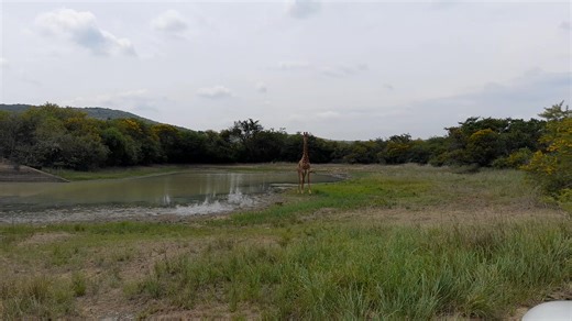 Amazing who you might meet at local the water hole. Are you ready to create #MondayMemories & memories everyday here in #kwazulunatal #southafrica Remember #KZNHasItAll #safari #holiday #traveladventures #giraffe | SafariKZN | Facebook