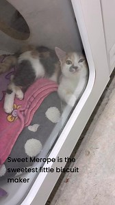 5 month old Merope is as purrfect as they get 😍 #biscuitmaker #purrfect | Dubois County Humane Society