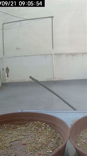 Flying sparrow, fro. the birdcam