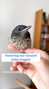 822K views · 1.5K reactions | Our rescued baby magpie  She’s been...