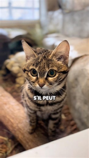 Ce chat sauvage cache bien son jeu… #animaux #chat #mignon #nature #culture