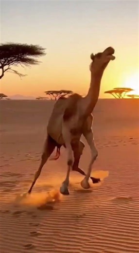 Wild Arena | Camel vs Lion – Ultimate Desert Showdown (8K Ultra Realistic)