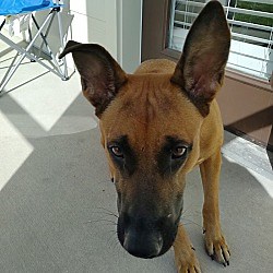 Mount Dora, FL - Rhodesian Ridgeback/German Shepherd Dog. Meet Milo a Pet for Adoption - AdoptaPet.com