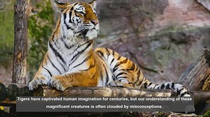 10 Common Misconceptions About Tiger Behavior Explained