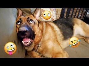 You Will Laugh Harder Than You Expect 🤣 FUNNIEST DOGS Video 2026 #130