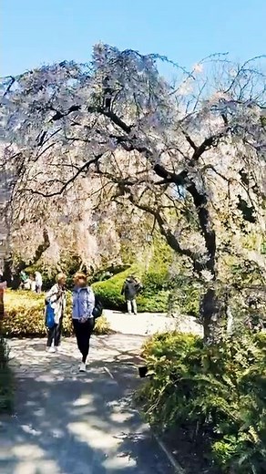How to Visit the Brooklyn Botanic Garden for free 🌸