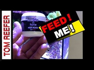 Nano Reef Tank FEEDING! Your Nano Reef FISHES & CORALS! Reef Roids & Coral Amino
