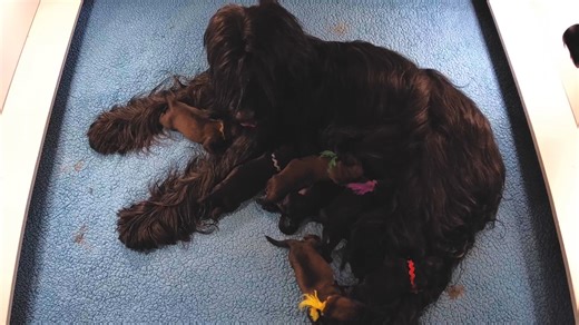 1.2K views · 13 reactions | Check out our Briard Puppy Cam! https://hdontap.com/stream/278602/briard-puppies/ A littler of puppies was born on May 28th and consists of eight puppies. #hdontap #briard #puppies #dogs | HDOnTap | Facebook