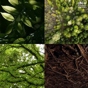 12 reactions | Every year, 10M hectares of forests are lost—fueling climate change and destroying biodiversity.  Protecting these precious ecosystems could slash emissions by 4 gigatonnes annually. The solutions exist. It’s time to #ActNow for a sustainable future: https://www.unep.org/news-and-stories/story/how-halting-deforestation-can-help-counter-climate-crisis | UN Environment Programme in Asia Pacific | Facebook