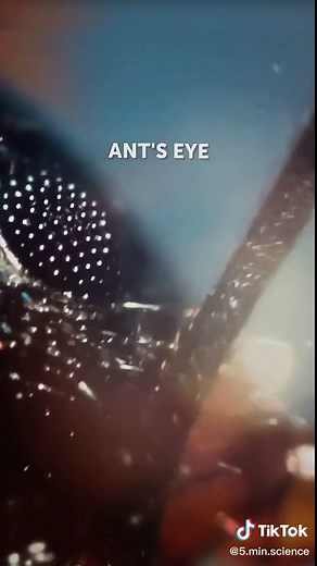 🔬This is just amazing! #EarthDay #LearnOnTikTok #TikTokPartner #LearnWithMe #sciencetok #sciencevideo #ItsOurHome #microscope