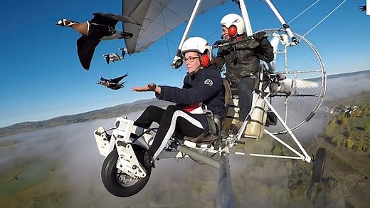 Microlight pilot takes to the skies with flock of birds
