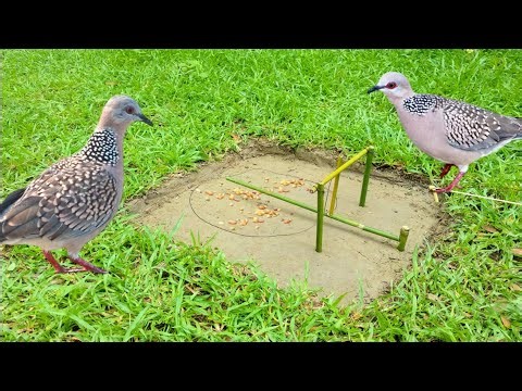 How to catch dove bird in a simple way