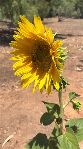 🌻 Check out this stunning sunflower I’ve grown in Perth, Western Australia! It’s in full bloom and buzzing with life as bees happily pollinate it. Such a beautiful moment with nature! 🌞🐝 #fyp 看看我在澳大利亚西澳珀斯种植的美丽向日葵吧！它正盛开着，蜜蜂们正在忙着授粉。与大自然的美好瞬间同在！🌻🐝” #SunflowerLove, #NatureLovers, #GardeningJourney #向日葵, #自然之美, #园艺生活