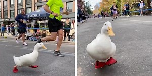 Meet Wrinkle, the Running Duck of the New York City Marathon