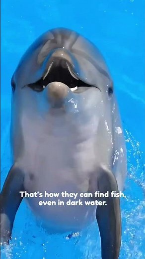 How Dolphins See With Sound 🐬 #funfacts #oceanlife #natureshorts