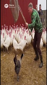 🦆Coot’s catches his Thanksgiving 🦃meal😂 | Coots Lures