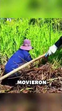 #AbandonedHouse #YardCleanup #WeedRemoval #HouseRestoration