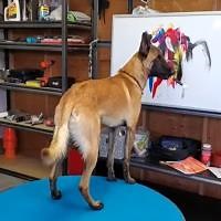 The World's Smartest Dog