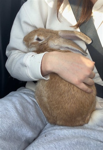 Rescuing a Dumped Bunny by the Road — Pet Rescue Story