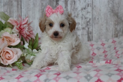 Flora - Malti Poo Puppy 2B3A09