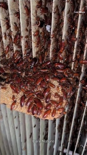 Why COCKROACH FARMING is Booming in China #shorts