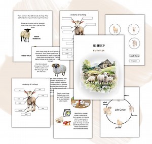 Sheep Unit Study, Life Cycle, Anatomy, Nature Study, Science, Homeschool Printable, Montessori, Instant Download - Etsy