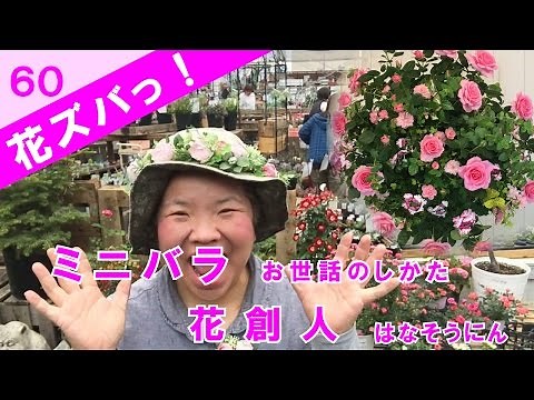 母の日にもらったミニバラの育て方【花ズバっ】60旬の花とその使いかた紹介/花創人ガーデニング教室