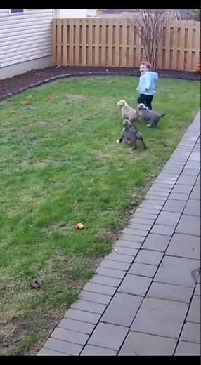 Pit Bull Puppies Playing with a Baby 🐶👶💛