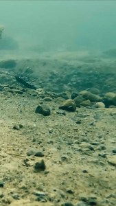 475 reactions · 12 shares | The Fuzz is real! New ElaZtech Fuzzy BaitZ are ready for their ICAST introduction. #comingsoon #fuzzybugz #fuzzytrd #fuzzynuggetz #elaztech #zmanfishing | Z-Man Fishing Products | Facebook