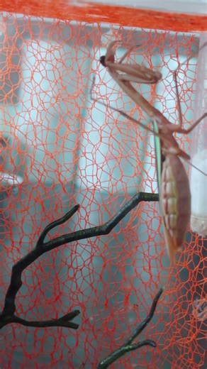 The mantis started to get angry and started to attack