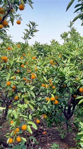 How sweet can homegrown oranges get? This harvest is so refreshing! 🍊