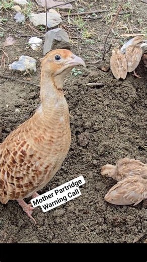 Danger Call by Mother Partridge | #partridge #motherbird #wildlife #birdlife #birdwatching