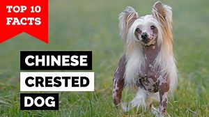 Chinese Crested Dog - Top 10 Facts