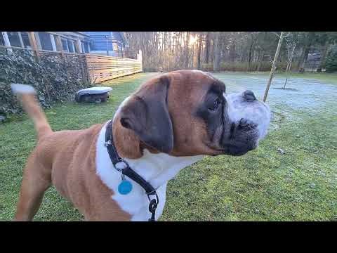 My boxers are very angry about the new mysterious item! 😁 Deep growling and barking. 😁