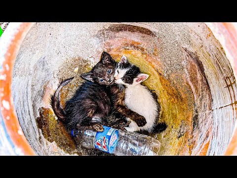 From Cold and Trapped to Safe and Loved: How to Save Stray Kittens | LTT Animal- Rescue