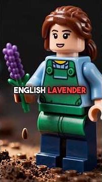 How to Grow English Lavender from Seed - Complete Indoor Guide!