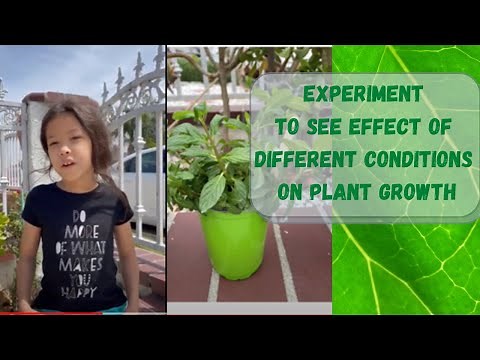 Experiment to See Effect of Different Conditions on Plant Growth – Adira Explains