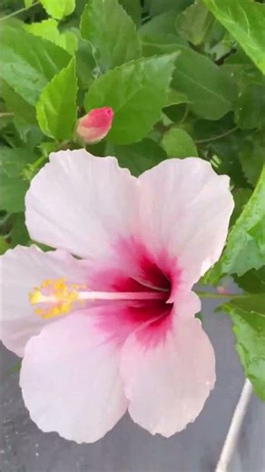 Hoa dâm bụt #nhachaymoingay #mientay #mekongdelta #nature #hibiscus
