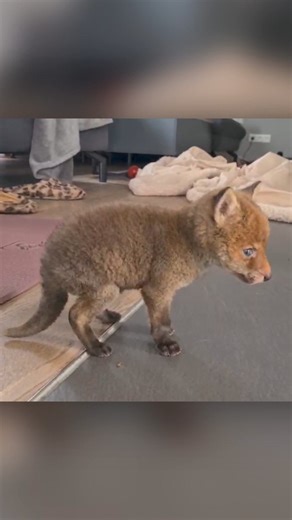 5.6K views · 38 reactions | In einem Strohbrand in Adelshausen wurde ein Babyfuchs gefunden. 力 FFW-Vorsitzender Norbert Pichler rettete ihn aus dem Feuer. Füchsin Fiona fand übergangsweise eine Unterkunft bei Bürgermeister Stefan Kumpf. Mittlerweile wurde sie dem Tierschutz übergeben und wird auf das Leben in der Wildnis vorbereitet. #brand #fuchs #tierrettung | Mittelbayerische | Facebook