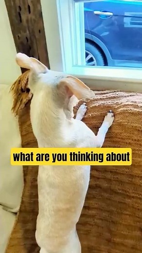 Talking Dog Drives to Snack Store…Uh-Oh, Cops! 🚨🐶 #dogshorts #funnydog