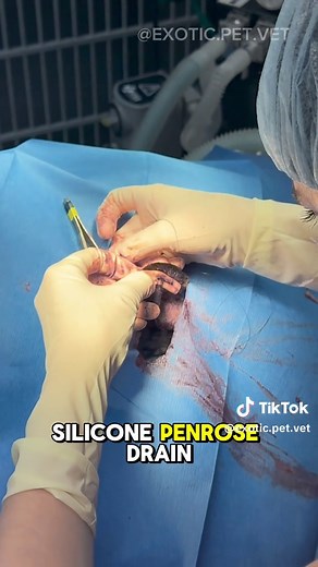 Come with me and @Austin | 4th Year Vet Student to surgically correct this dog’s ear hematoma! 👂💉 This step-by-step ear hematoma guide includes getting to the root of the issue, to compares treatment options, and discusses the technique for successful surgical correction. #earhematoma #dog #pets #veterinarian #surgery