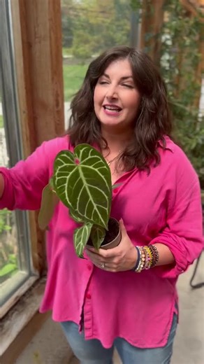 Do you know which direction your windows face?🪟🪴 Knowing your window exposure is key to